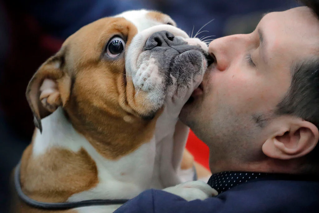 French Bulldog Takes the Crown as America's Most Popular Dog Breed, Ending Labrador Retriever's 31-Year Reign
