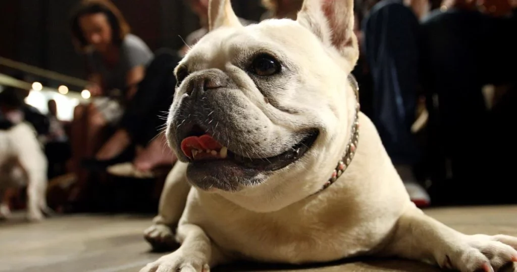 French Bulldog Takes the Crown as America's Most Popular Dog Breed, Ending Labrador Retriever's 31-Year Reign