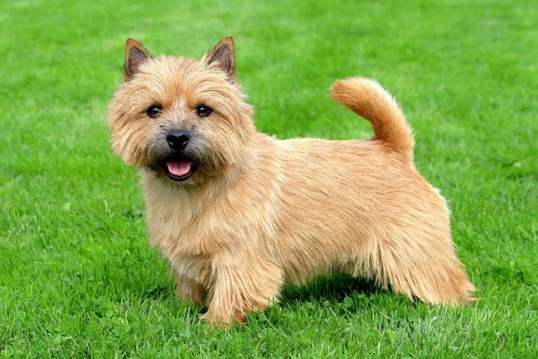 A Comprehensive Guide to Different Dog Breeds: Exploring Their Distinctive Traits