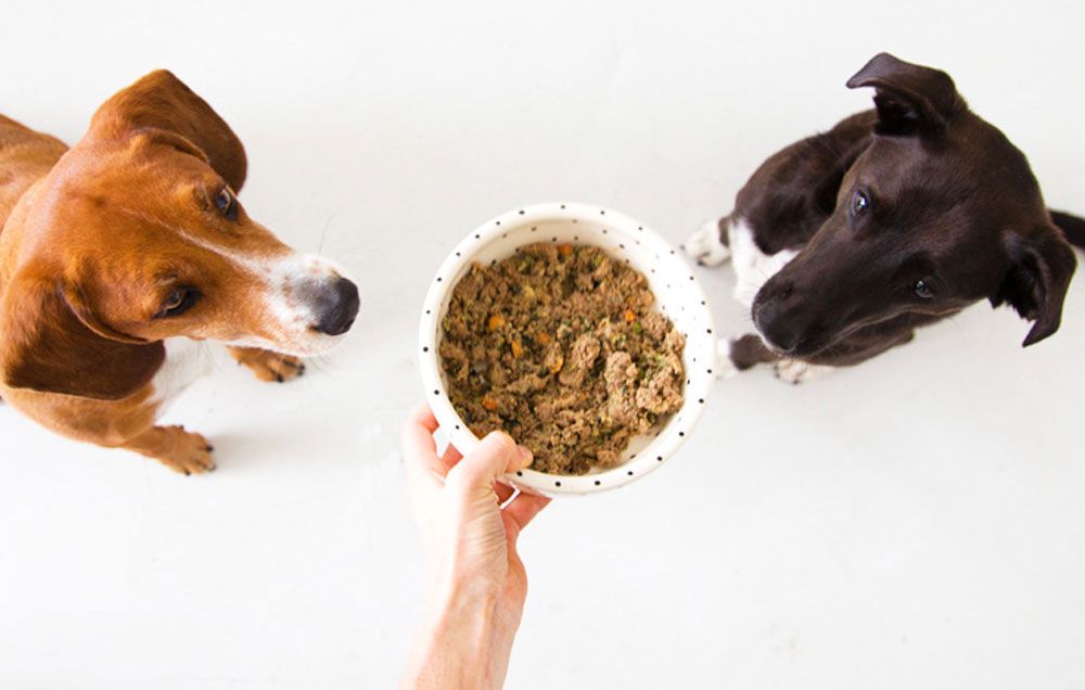 Revealing Insights from Veterinarians: The Top Dry Dog Food Choices of 2023a