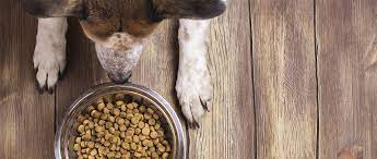 Revealing Insights from Veterinarians: The Top Dry Dog Food Choices of 2023