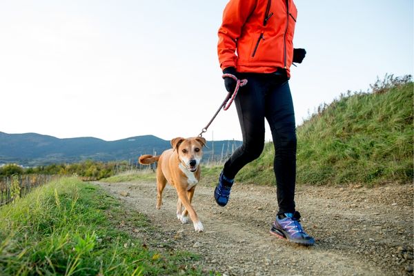 Can Chasing a Canine Companion Lengthen Life?