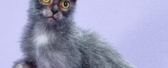 Cat Enthusiasts Seek Ukraine's Rare Cat Breeds